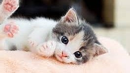 Kitten