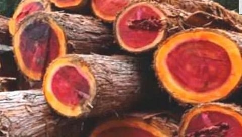 Thieves stole 14 sandalwood trees from the farm in Thalner