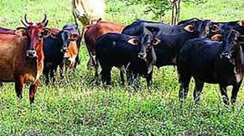 गायरान जमिन