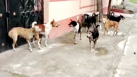 dog bite