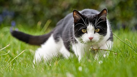 The cat was thrown from the fifth floor