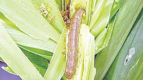 Nashik Agriculture