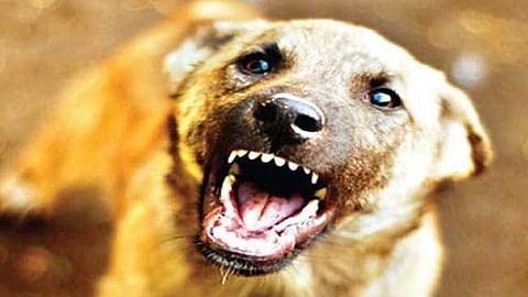 Attack By Stray Dog In Thane |