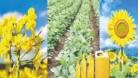 Satara Farmers News