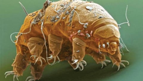 eight legged immortal creature