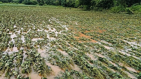 Maharashtra Crop Damage