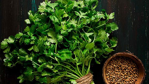 Coriander Rate Hikes