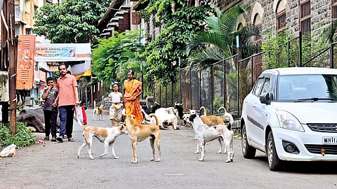 Street Dog In Satara