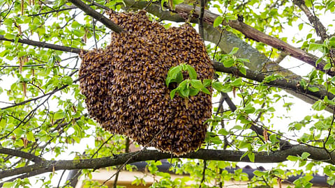 honeybee attack
