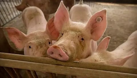 African swine fever