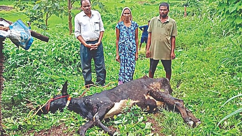 पथदर्शी दुग्ध विकास योजना लाभार्थींच्या मुळावर
