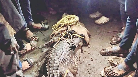 Five feet crocodile found in Bambavad