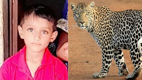 Leopard Attack