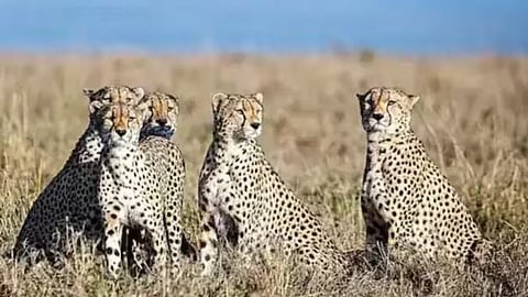 kuno national park cheeta