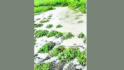 Nanded Rain News