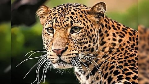 Leopard deaths