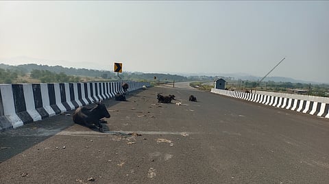 समृद्धी महामार्ग