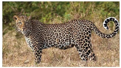 Leopard News