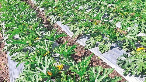 foreigner vegetables