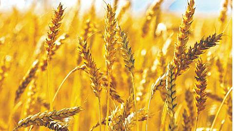 NASA-inspired technique boosts wheat production threefold