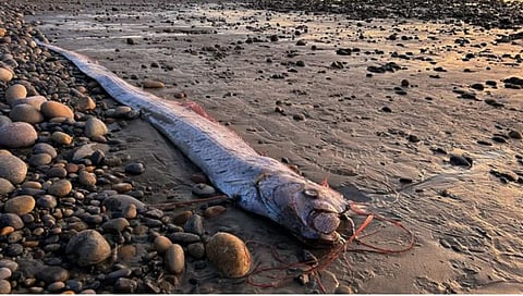 ‘Doomsday’ fish on California shores