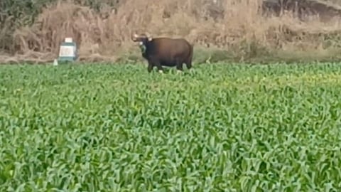 Indian bison