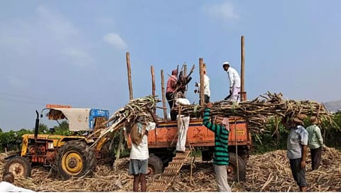 Sugarcane Industry in India