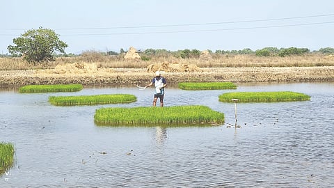 farmer starts summer rice cultivation pen washi kharepat