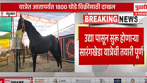 Sarangkheda Festival : घोडेबाजार सुरु : पहिल्याच दिवशी सव्वा पाच लाखांची विक्रमी उलाढाल