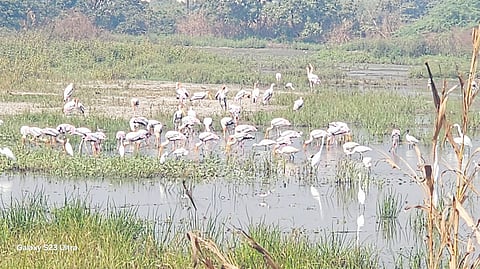 Arrival of exotic flamingos in Uran Bay