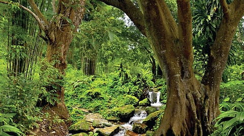 Forest News