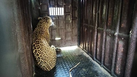 Leopard News