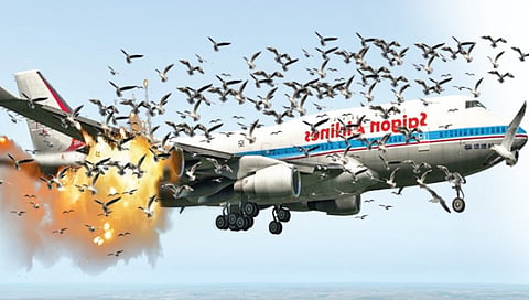 Over 15,000 bird strikes in the US every year
