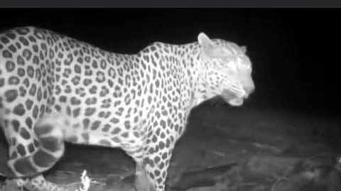 Dharashiv leopard attack, cow killed
