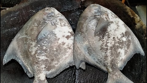 Kapri Fish Price