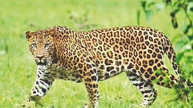 Leopard Attack