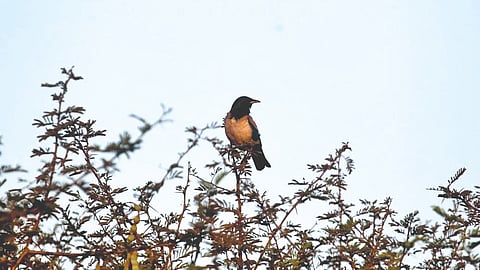 Kolhapur bird species