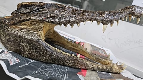 Wildlife Trafficking