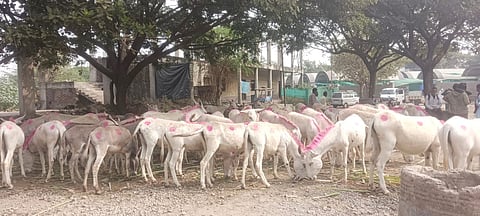 Donkey Market