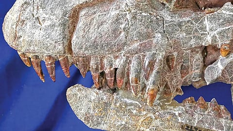 चीनमध्ये 20 कोटी वर्षांपूर्वीच्या महाकाय डायनासोरचे जीवाश्म