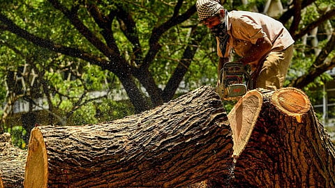 मुख्यमंत्री सौर कृषी वाहिनी योजनेसाठी नळदुर्ग येथील ६५०० झाडांची कत्तल