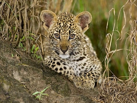 leopard death