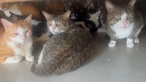 Pune Cat News