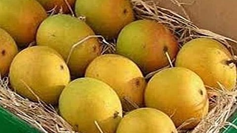 mango season