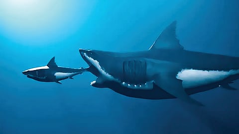 Megalodon shark