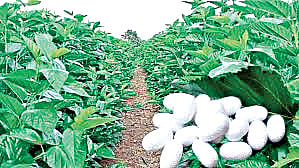 Sericulture or Silk Farming