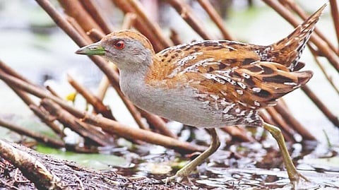 Baillon’s Crake|