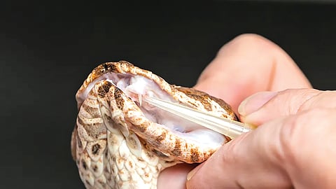 Poisonous snake