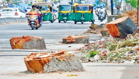 massive-tree-cutting-along-roads-for-route-expansion