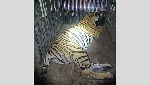 Chandrapur Tigress Trapped